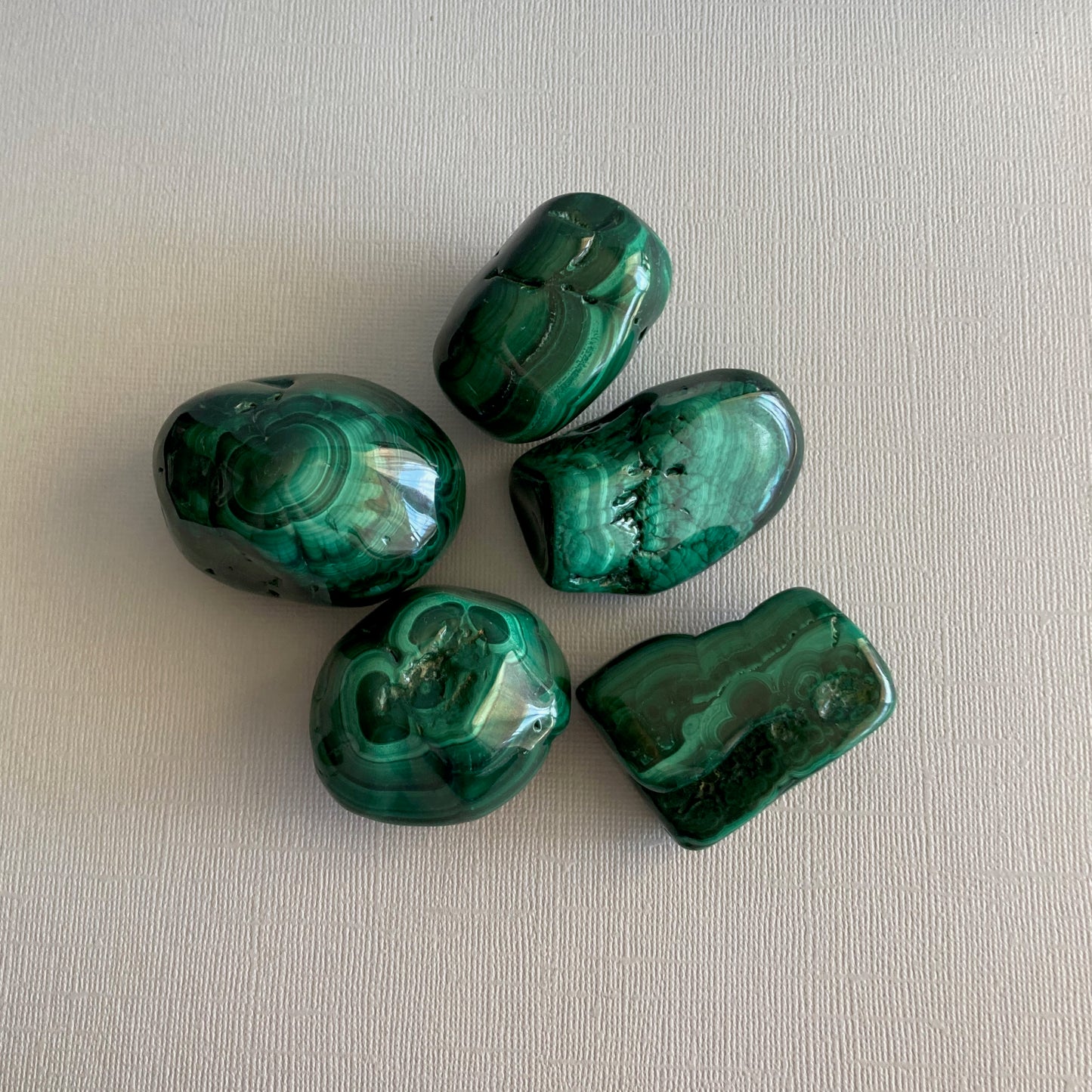 Malachite Palms - High Quality