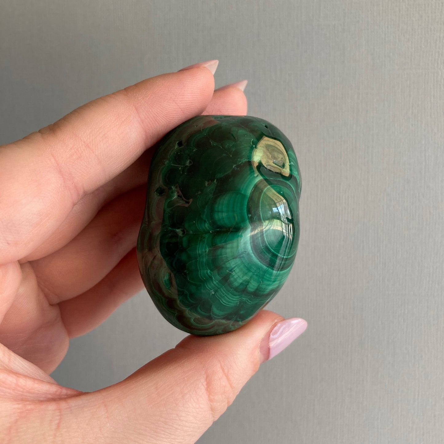 Malachite Palms - High Quality